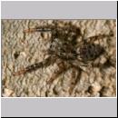 Marpissa muscosa - Rindenspringspinne 03 7mm Jungtier 01.jpg